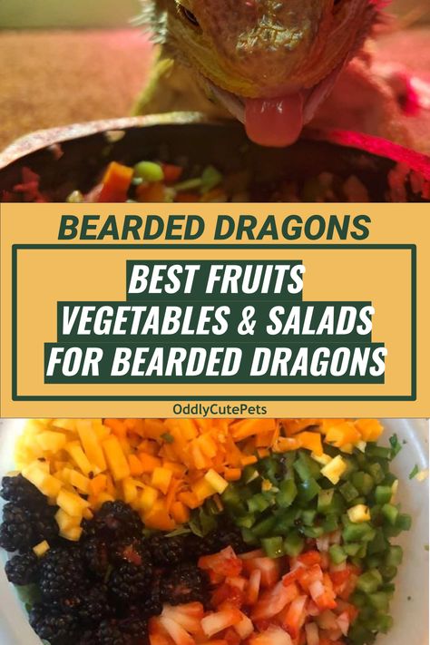 Food For Bearded Dragons, Breaded Dragon Food, Bearded Dragon Foods, Bearded Dragon Food Schedule, Safe Foods For Bearded Dragons, Bearded Dragon Fruits And Veggies List, Bearded Dragon Meal Prep, Bearded Dragon Food Chart, Bearded Dragon Veggie List