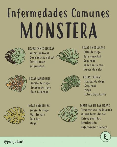 ¿Qué le pasa a mi Monstera? Enfermedades comunes Vertical Garden Plants, Plant Journal, Monstera Plant, Monstera Deliciosa, Diy Planters, Skills To Learn, Perfect Garden, Pretty Plants, Plant Mom