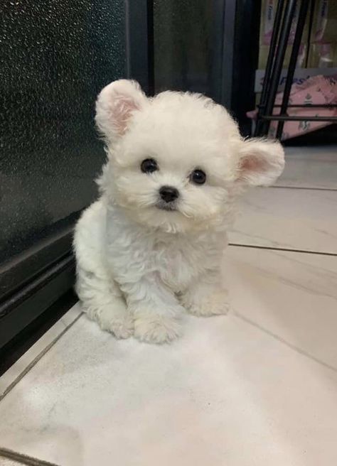 Cute Puppy Names, Bichon Dog, Bichon Frise Puppy, Puppy Wallpaper, Dog Behavior Problems, Bichon Frise Dogs, Puppy Names, White Dog, Puppy Breeds