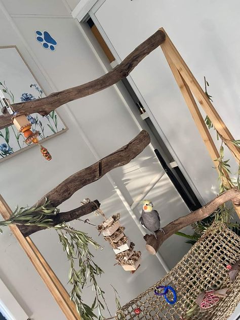 Lovebirds Cage Ideas, Bird Room Ideas Diy, Bird Room Ideas, Parrot Room, Budgie Cage Setup, Bird Playground, Homemade Bird Toys, Parrot Play Stand, Diy Parrot Toys