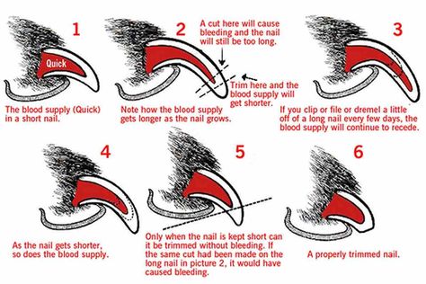 How to Trim Your Dog's Nails and Why Long Toenails are Harmful to Your Dog’s Health - DogHeirs Clipping Dog Nails, Cut Dog Nails, Dogs Nails, Trimming Dog Nails, Long Toenails, All Types Of Dogs, Dog Grooming Tips, Dog Cuts, Dog Info