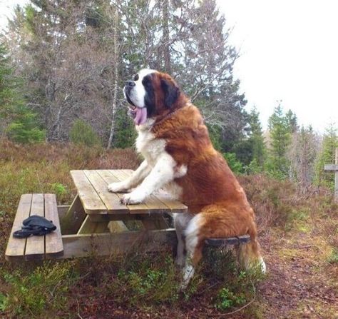 We warn you once again: You should NOT get a St Bernard. Saint Bernard Dog, Dogs Big, Saint Bernards, St Bernard Puppy, St Bernard Dogs, Bernard Dog, Giant Dogs, San Bernardo, Pretty Dogs