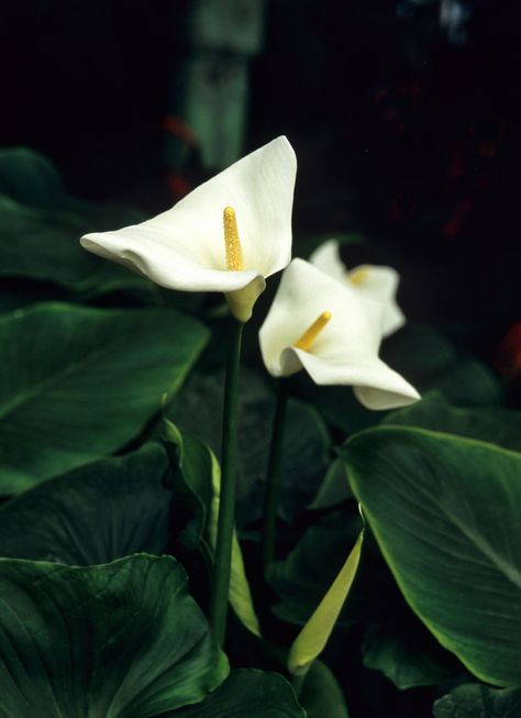 Peace Lillies, Peace Lilies, Lily Plant, Peace Lily Plant, Garden Bathroom, Lily Plants, Lily Bloom, Bathroom Plants, Peace Lily