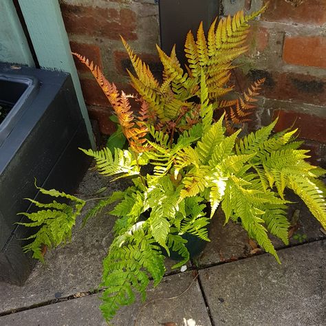 Dryopteris Erythrosora var. 'Prolifica', Prolific Copper Shield Fern in GardenTags plant encyclopedia Dryopteris Erythrosora, Plant Encyclopedia, Late Autumn, Plant Information, Early Winter, Spring Plants, Replant, Water Well, Plant Collection