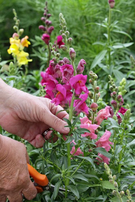 How to Grow Snapdragons for an Easy Curb Appeal Boost Easy Curb Appeal, Seed Starting Soil, Straw Mulch, Snapdragon Flowers, Starting Seeds Indoors, Flower Spike, Seed Starting, Annual Plants, Cooler Weather