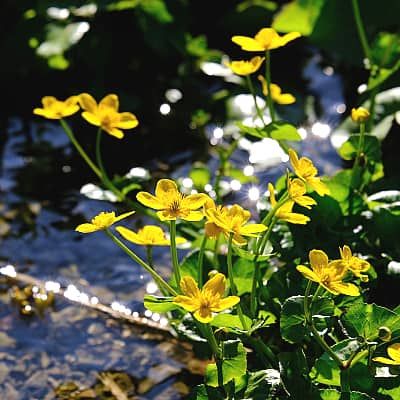 How to Plant & Grow Marsh Marigold (Caltha palustris) - Pond Informer British Plants, Caltha Palustris, Marsh Marigold, Seeds Benefits, Rural Area, Ponds, Water Features, Garden Plants, Seeds