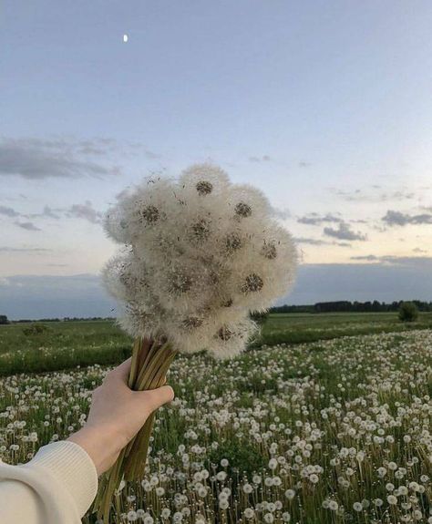 Boquette Flowers, Dandelion Flower, Nothing But Flowers, Flower Therapy, Beautiful Bouquet Of Flowers, Spring Aesthetic, Nature Aesthetic, Beautiful Bouquet, Flowers Nature