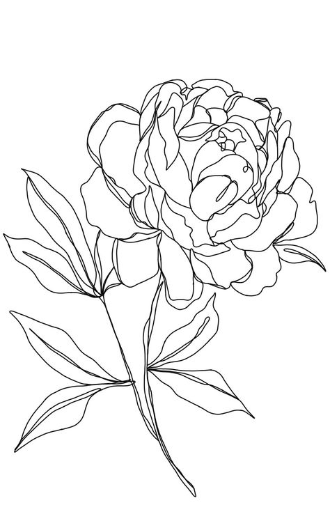 Peony Line Drawing, Drawing Peony, Peony Drawing, Flower Tat, Colour Study, Line Art Flowers, Flower Line Drawings, Peonies Tattoo, Branding Inspo