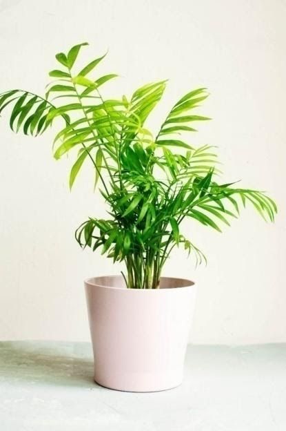 Parlour Palm, Chamaedorea Elegans, Indoor Palm Trees, Indoor Palms, Palm Tree Plant, Parlor Palm, Household Plants, Living Room Plants, Small Palms