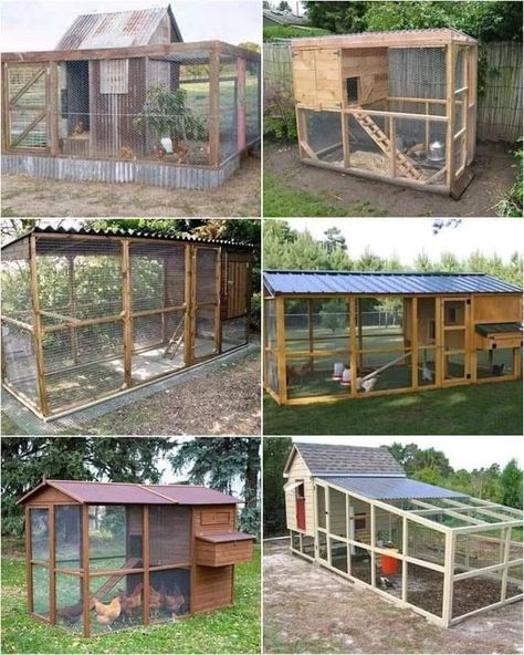 Chicken Coop Ideas, Amazing Chicken, Coop Ideas, Chicken Coops, Creative Gardening, Green House, Green Garden, Chickens Backyard, Chicken Coop