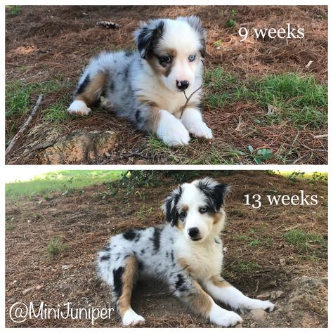 Mini Australian Shepherd puppy before and after. Blue Merle!!! IG: @MiniJuniper Mini Australian Shepherd Blue Merle, Blue Merle Mini Aussie, Mini Australian Shepard, Blue Merle Australian Shepherd, Mini Australian Shepherd, Merle Australian Shepherd, Australian Shepherd Blue Merle, Australian Shepherd Puppy, Aussie Puppies