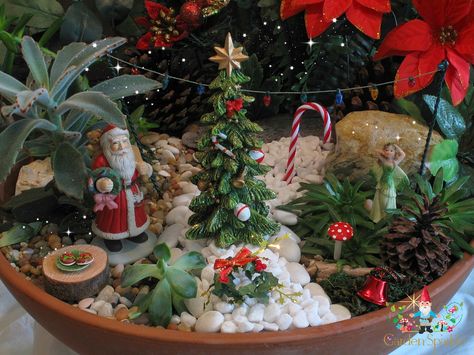 Christmas Fairy Garden in a pot - 2013 Winter Fairy Garden, Christmas Fairy Garden, Halloween Fairy Garden, Fairy Garden Ideas, Halloween Fairy, Faeries Gardens, Winter Fairy, Fairy Garden Decor, Luxury Garden