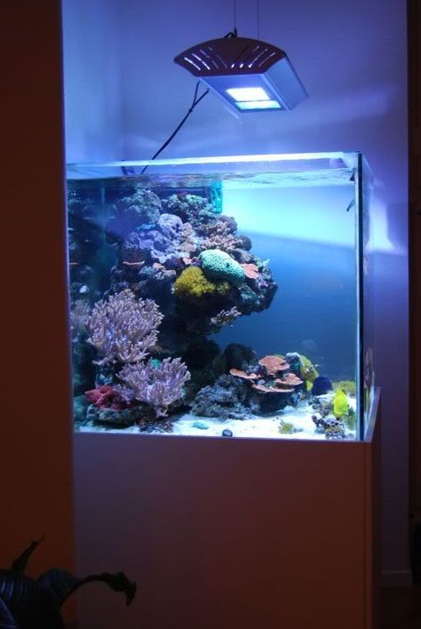 Nano Reef Tank Aquascaping, Reef Tank Design, Saltwater Aquarium Setup, Reef Tank Aquascaping, Nano Reef Tank, Marine Fish Tanks, Tropical Fish Tanks, Saltwater Aquarium Fish, Marine Tank