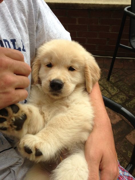 Golden Retriever Puppy, Retriever Puppy, A Puppy, Dog Breeds, Golden Retriever, Dogs