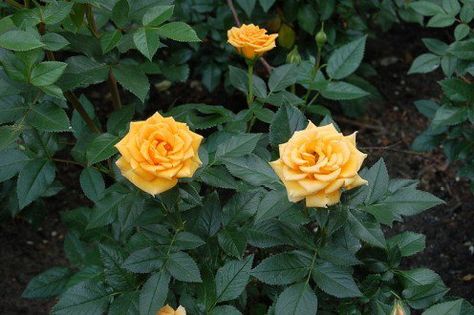 Yellow Miniature Rose Bush Roses Garden Care, Door Miniature, Rose Garden Landscape, Miniature Roses, Miniature Rose, Rose Gardens, Rose Bushes, Rose Plant, Rose Care