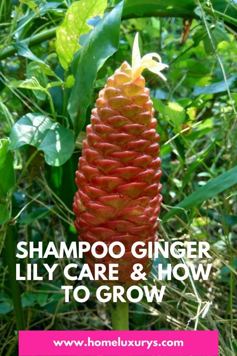 Shampoo Flower Plant, How To Grow Awapuhi, Awapuhi Wild Ginger Plant Care, Curcuma Ginger Plant, Bitter Ginger Plant, Pinecone Ginger Plant, Awapuhi Wild Ginger Plant Uses, Pinecone Ginger Shampoo Recipe, Shampoo Ginger Uses