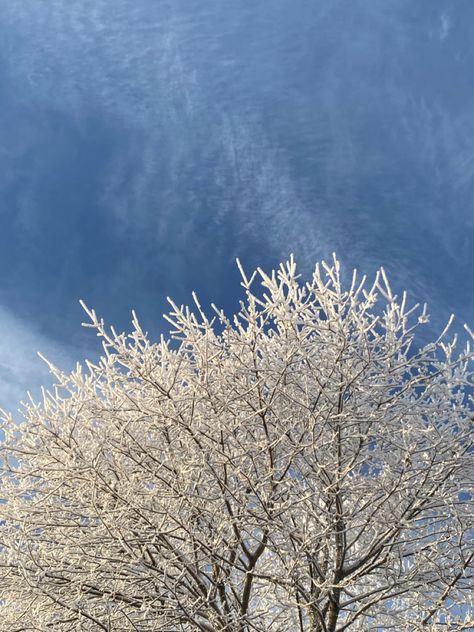 winter winterforest january february snow cold weather February Winter Aesthetic, January Esthetics, February Core, February Aesthetic Month, January Aesthetic Month, January Season, February Photos, Cold Weather Aesthetic, February Vibes