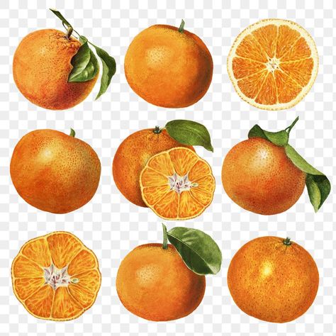 Hand drawn natural fresh oranges illustration | premium image by rawpixel.com / Donlaya Oranges Illustration, Lemonade Decor, Mandarin Tree, Fruit Vector, Orange Citrus, Leaf Ornament, Hand Images, Free Backgrounds, Fruit Illustration