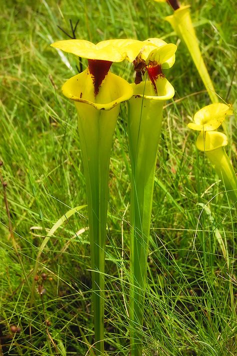 Close-up of yellow pitcher plants in the Apalachicola National Forest, Fl. Insects are lured with with a sweet secretion, trapped, and digested by this carnivorous plant. Bug Eating Plants, Deadly Plants, Pitcher Plants, Florida Plants, Pitcher Plant, Unusual Flowers, Carnivorous Plants, Beautiful Orchids, Rare Flowers