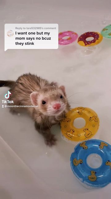 Moon and Nala 🤍 on Instagram: "Ferrets can be smelly! Just make sure to keep their cages clean, allow them to free roam for plenty of time, and you can spot clean/bathe them (just not very often) with oats in a sock 🧦 or with little amounts of ferret approved soap if necessary! We all know ferrets can get messy sometimes 😅 Too much soap can strip oils from your ferrets skin 🧼😊 Moon doesn’t mind bath time 🫧 link to floaties in bio ☀️#ferret #ferretgram #ferretlover #ferretlife #ferretnation Wet Ferret, Ferret In Macaroni, Ferret Types, Ferret Cage Ideas, Ferret Diet, Two Ferrets Aesthetic, Ferret Names, Ferret Clothes, Ferrets In Costumes