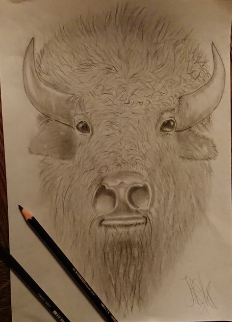 Buffalo Head Drawing, Buffalo Head, Buffalo Art, Head Drawing, Animal Portraits, Pencil Art, Wood Burning, Pet Portraits, Animal Art