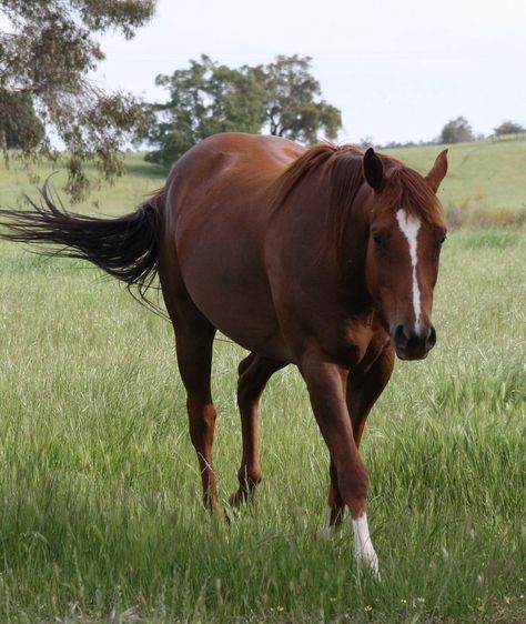 Sandy Destiny no mate wants one Quarter Horse Mare, Chestnut Mare, Mare Horse, Quarter Horses, River Edge, Quarter Horse, Horse Pictures, Www Pinterest Com, Chestnut