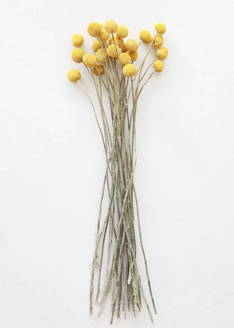 Gardening 101: Billy Buttons - Gardenista Dried Flowers Ideas, Danielle Smith, Preserved Hydrangea, Eagle Feather, Peace River, Billy Buttons, Special Flowers, Spring Design, Christmas Decorations Rustic