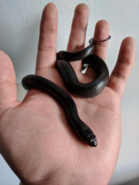 Alistair (Gracie's snake) ❤️ Mexican Black Kingsnake, Snake Breeds, Snake Photos, Baby Snakes, Cool Snakes, Colorful Snakes, Pretty Snakes, Small Snakes, Corn Snake