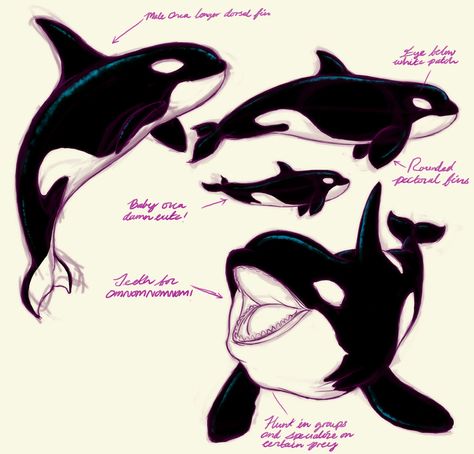 Orca Inspired Outfit, Orca From Above, Cute Orca Tattoo, Orca Oc Art, Orca Drawing Reference, Orca Drawing Easy, Orca Characters Design, Cute Orca Drawing, Orca Fanart