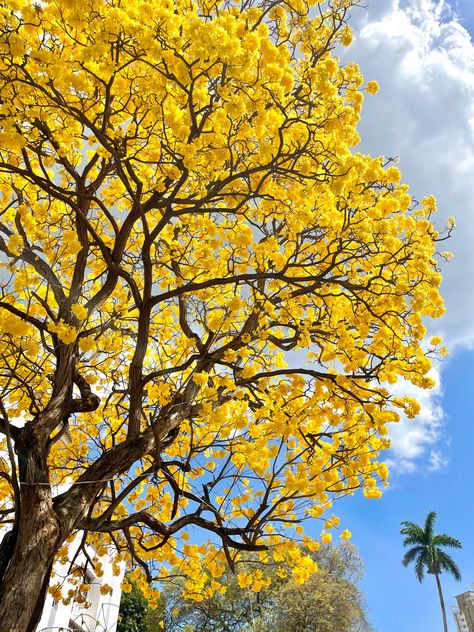 Yellow Trees Photography, Yellow Trees Aesthetic, Yellow Tree Aesthetic, Yellow Nature Aesthetic, Yellow Spring Aesthetic, Bright Yellow Aesthetic, Yellow Blossom Tree, Yellow Scenery, Yellow Wisteria