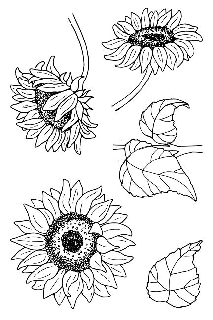 Sunflower Sketches, Sunflower Drawing, Flowers Drawing, Sunflower Tattoos, Arte Van Gogh, Sunflower Art, Floral Illustrations, Line Art Drawings, Clear Stamps