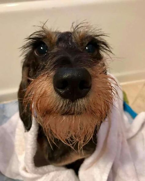 Dachshund Wirehaired (bliss expression) Dachshund Wirehaired, Best Apartment Dogs, Wirehaired Dachshund, Dachshund Breed, Apartment Dogs, Clever Dog, Miniature Dachshunds, Wire Haired Dachshund, Long Haired Dachshund