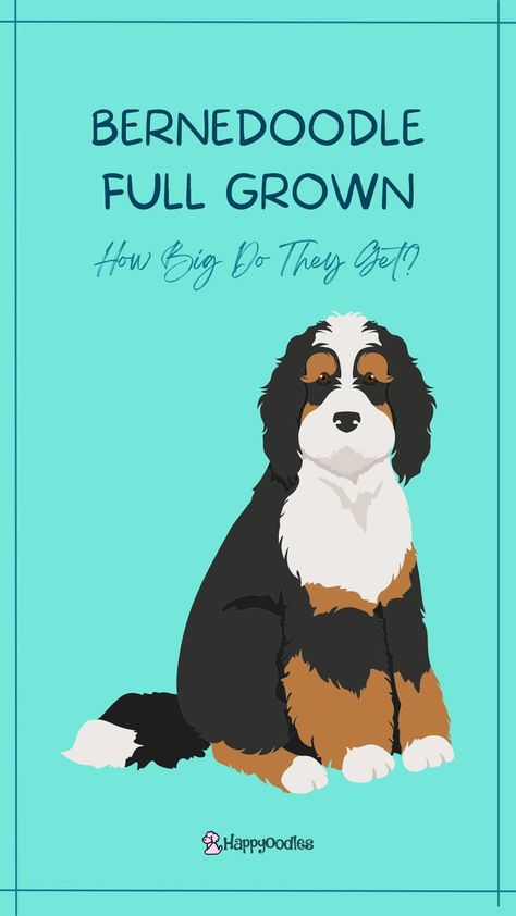 How Big Do They Get? Here we will explore when you can expect your Bernedoodle to stop growing. Plus how to estimate their size when a Bernedoodle is full grown. (#bernedoodlefullgrown, #bernedoodlesize, #minibernedoodlesize, #minibernedoodlefullgrown, #bernadoodlesize, #bernadoodlefullgrown) Bernedoodle Full Grown, Mini Bernedoodle, Get Happy, Dog Care, Join Us, A Dog