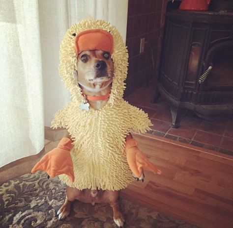 Like your goat my pup also finds solace in his duck suit. . . . . . . . . . . . . #puppy #cute #pet #love #dogstagram #dogs #petstagram #doglover #pets #nature #animals #adorable #followme #pup #doggytheworld #instapet #petsagram #lovedogs #fun #puppylove #friends #beach #funny #life #lol #cool #puppies #doggy #cat #picoftheday #chihuahua #petsofinstagram Duck Dog, Duck As A Pet, Duck And Dog Friends, Dog With Frog Hat, Dogs Wearing Costumes, Cat Day, Dog Love, Like You, Chihuahua