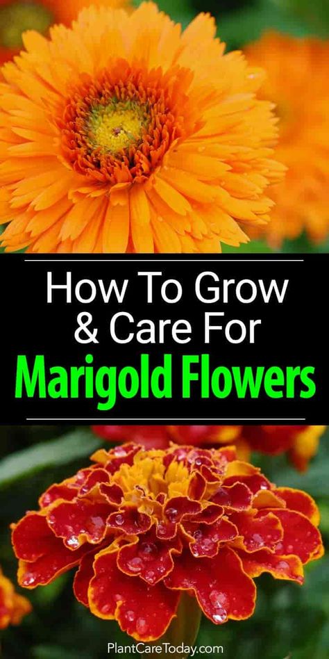 Marigold Flowers: How To Plant, Grow And Care For Marigolds Marigolds In Pots, Marigold Plant, Marigolds In Garden, Landscape Cottage, Growing Marigolds, Planting Marigolds, Summer Gardens, Marigold Flowers, Hydrangea Garden