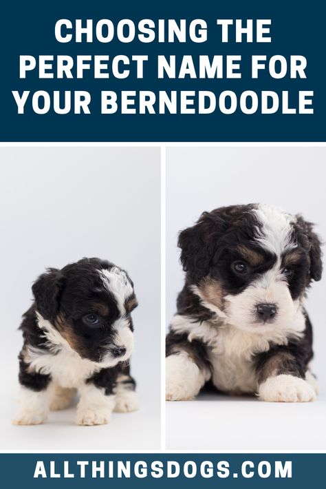 Although the Poodle is often associated with France, they actually originated in Germany, but that doesn't mean we can't use the French language to come up with beautiful bernedoodle names. Check out our guide for more ideas.  #bernedoodlenames #bernedoodle #bernesedoodle Bernedoodle Names, Male Dog Names Unique, Puppy Names Unique, Sitting Next To Each Other, Poodle Mix Breeds, Puppy Things, Dog Names Unique, Boy Dog Names, Two Puppies