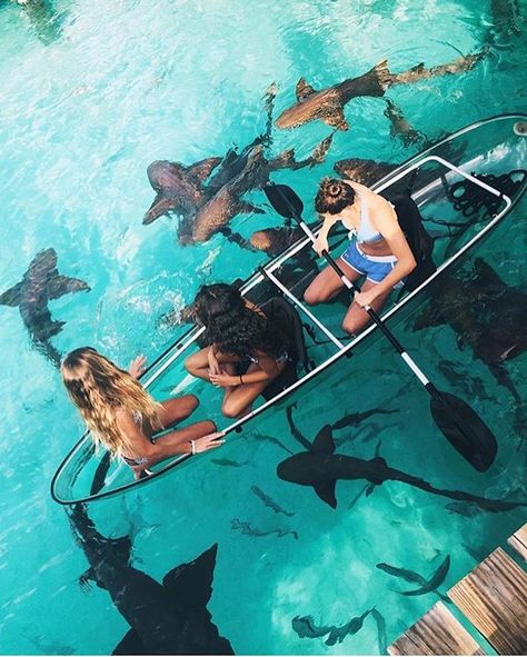 Luxury lifestyle luxury travel Feeding sharks from your glass bottom canoe - Bahamas Photo by @kkerzner Travel Disney, On A Boat, Destination Voyage, Skateboarder, I Want To Travel, Krabi, Bora Bora, The Plan, Elba