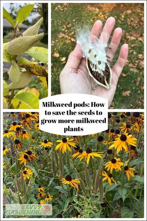 If you want to grow more milkweed for the monarchs, then growing from seed is an easy way to go about it. Collecting and planting the seeds from local milkweed plants ensures plenty of milkweed for the caterpillars. Learn how to collect milkweed pods, remove the seeds, and plant for success. #gardening #pollinatorgardening Harvesting Milkweed Seeds, Milkweed Seed Pod, Swamp Milkweed Plant, Milkweed Pod Crafts, Milkweed Garden, Seed Collecting, Seed Harvesting, Wisconsin Nature, Garlic Garden