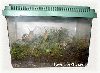 How to keep pet garden snails in a small pet tank or habitat that provides comfortable shelter and a good supply of air, water, food and calcium. Garden Snails, Snail Farming, Pet Garden, Snail Tank, Snail And The Whale, Classroom Pets, Snail Craft, Pet Snails, Snail Mail Art