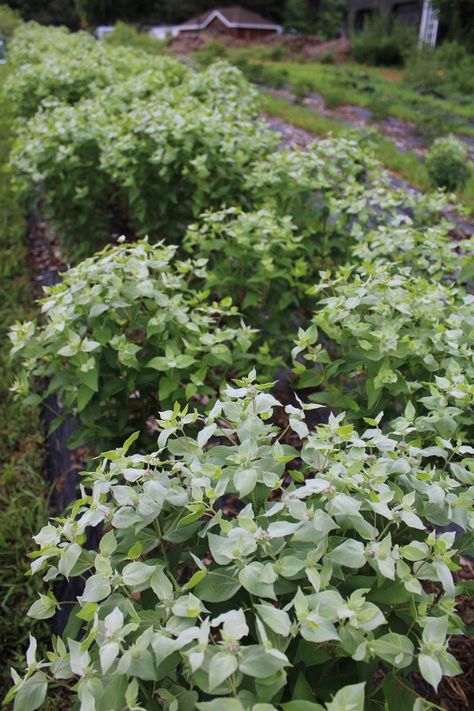 Mountain Mint, Mint Flower, Harvesting Mint, Harvest Mint Leaves, Mountain Mint Plant, Mint Varieties Plants, Mint Bouquet, Fresh Green, Farmhouse Chic