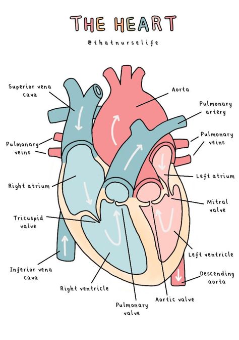 A4 Anatomy Posters - Etsy UK Anatomy Diagrams Aesthetic, Physiology Of Heart, Aesthetic Anatomy Art, Heart Diagram Aesthetic, Biology Printables, Anatomy And Physiology Aesthetic, Cardiology Aesthetic, Anatomy And Physiology Notes Study, Study Guide Ideas