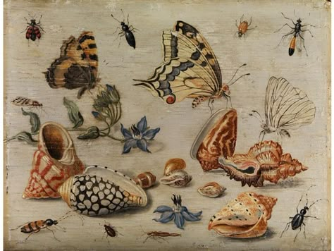 Jan van Kessel II Shells, Butterflies, Flowers and Insects on White Background 18th Century Paintings, Vintage Cross Stitch Pattern, Vintage Cross Stitch, Painted Shells, Insect Art, Vintage Cross Stitches, Russian Art, Salvador Dali, Antique Prints