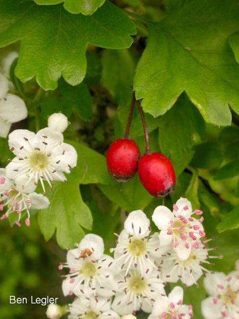 Common hawthorn - Crataegus monogyna - flowers and berries Common Hawthorn, Hawthorn Leaf, Hawthorn Flower, Crataegus Monogyna, Hawthorn Tree, Sign Tattoo, Forest Habitat, Pink Fruit, Invasive Plants