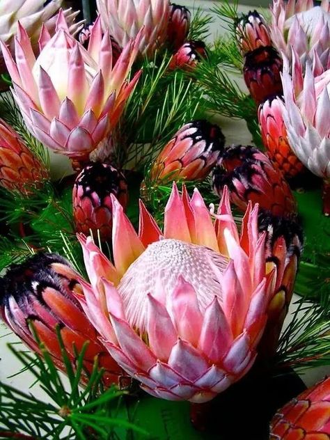 Protea Drawing, Protea Art, Protea Flower, Australian Flowers, Australian Native Flowers, Australian Plants, Australian Native Plants, The Secret Garden, Hawaiian Flowers