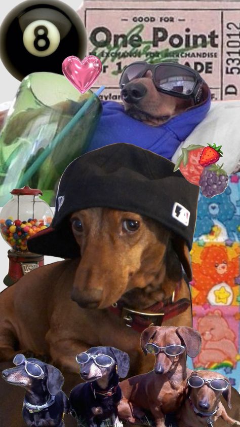 Puppy Room, Dachshund Art, Cute Dog Photos, Weenie Dogs, Dachshund Puppies, Dog Wallpaper, Cute Funny Dogs, Weiner Dog, Wiener Dog