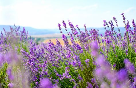 Flowering lavender field in sunny weathe... | Premium Photo #Freepik #photo #flower #floral #color #garden Roses Valentines Day, Orange Orchid, Pink Gerbera, Tiny White Flowers, Cosmos Flowers, Pink Cups, Lavender Field, Jasmine Flower, Carnation Flower