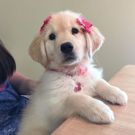 Perros Golden Retriever, Chien Golden Retriever, Cutest Pets, Puppy Cut, Dog Mommy, Super Cute Puppies, Cute Dog Photos, Very Cute Dogs, Really Cute Dogs