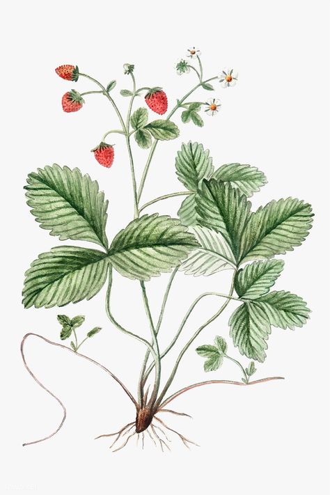 Wild Strawberry plant vector | premium image by rawpixel.com Wild Strawberry Drawing, Wild Strawberry Illustration, Strawberry Plant Illustration, Strawberry Plant Drawing, Wild Strawberry Tattoo, Strawberry Plant Tattoo, Wild Strawberry Plant, Watercolor Bujo, Pineapple Illustration