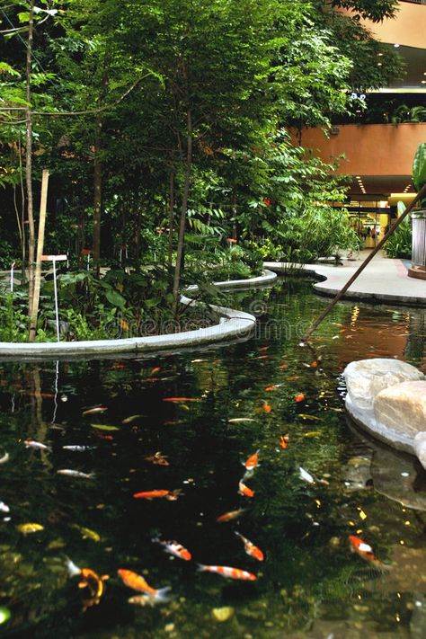 Fish Pond. Coi pond in within a big shopping mall #Sponsored , #SPONSORED, #ad, #Pond, #shopping, #mall, #Coi Pond In Restaurant, Big Koi Pond, Dream Life House, Fish Pond, Koi Pond, Big Fish, Aquarium Fish, New Builds, Restaurant Design