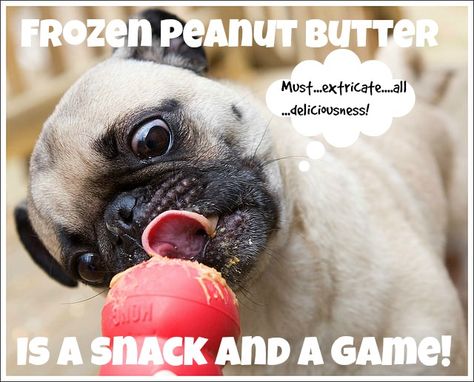 14 Life Hacks That Will Make You the Coolest Dog Parent at the Bark Park Kong Stuffing, Dog Life Hacks, Kong Dog Toys, Kong Toys, Pet Resort, Dog Treats Homemade Recipes, Puppy Treats, Safari Adventure, Goldendoodle Puppy